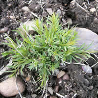 Campanula rotundifolia